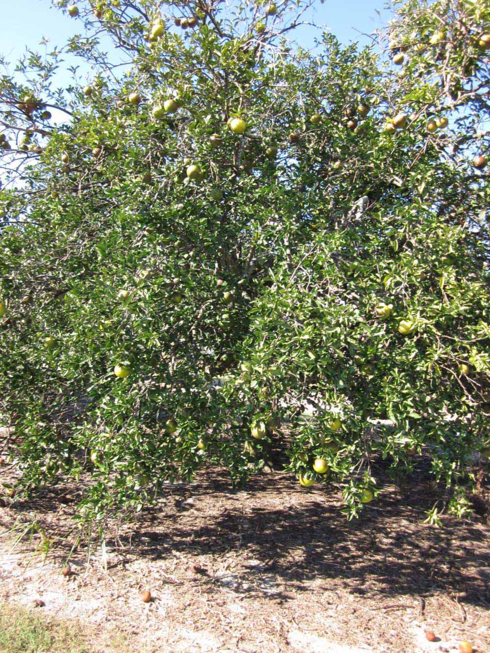            Habit (Winter Haven, FL)   
